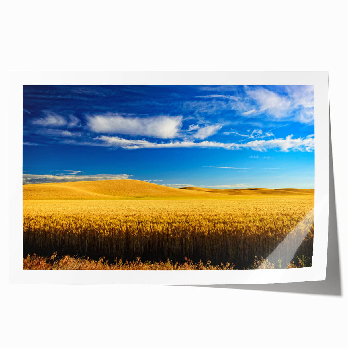 Rolled print of the Palouse scenery in Washington featuring gentle rolling hills in muted green and brown tones.