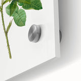 Neoclassical Agatha Rose Print - Classic Botanical Art by Redouté