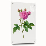 Neoclassical Agatha Rose Print - Classic Botanical Art by Redouté