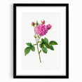 Neoclassical Agatha Rose Print - Classic Botanical Art by Redouté
