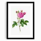 Neoclassical Agatha Rose Print - Classic Botanical Art by Redouté