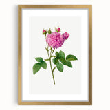 Neoclassical Agatha Rose Print - Classic Botanical Art by Redouté