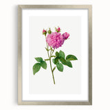 Neoclassical Agatha Rose Print - Classic Botanical Art by Redouté