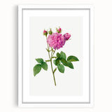 Neoclassical Agatha Rose Print - Classic Botanical Art by Redouté