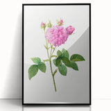 Neoclassical Agatha Rose Print - Classic Botanical Art by Redouté