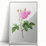 Neoclassical Agatha Rose Print - Classic Botanical Art by Redouté