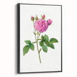 Neoclassical Agatha Rose Print - Classic Botanical Art by Redouté