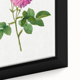 Neoclassical Agatha Rose Print - Classic Botanical Art by Redouté