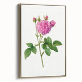 Neoclassical Agatha Rose Print - Classic Botanical Art by Redouté