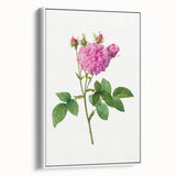 Neoclassical Agatha Rose Print - Classic Botanical Art by Redouté