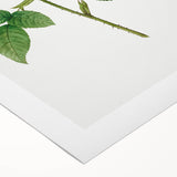 Neoclassical Agatha Rose Print - Classic Botanical Art by Redouté