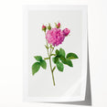 Neoclassical Agatha Rose Print - Classic Botanical Art by Redouté
