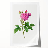 Neoclassical Agatha Rose Print - Classic Botanical Art by Redouté