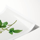 Neoclassical Agatha Rose Print - Classic Botanical Art by Redouté