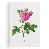 Neoclassical Agatha Rose Print - Classic Botanical Art by Redouté