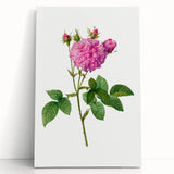 Neoclassical Agatha Rose Print - Classic Botanical Art by Redouté