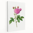 Neoclassical Agatha Rose Print - Classic Botanical Art by Redouté