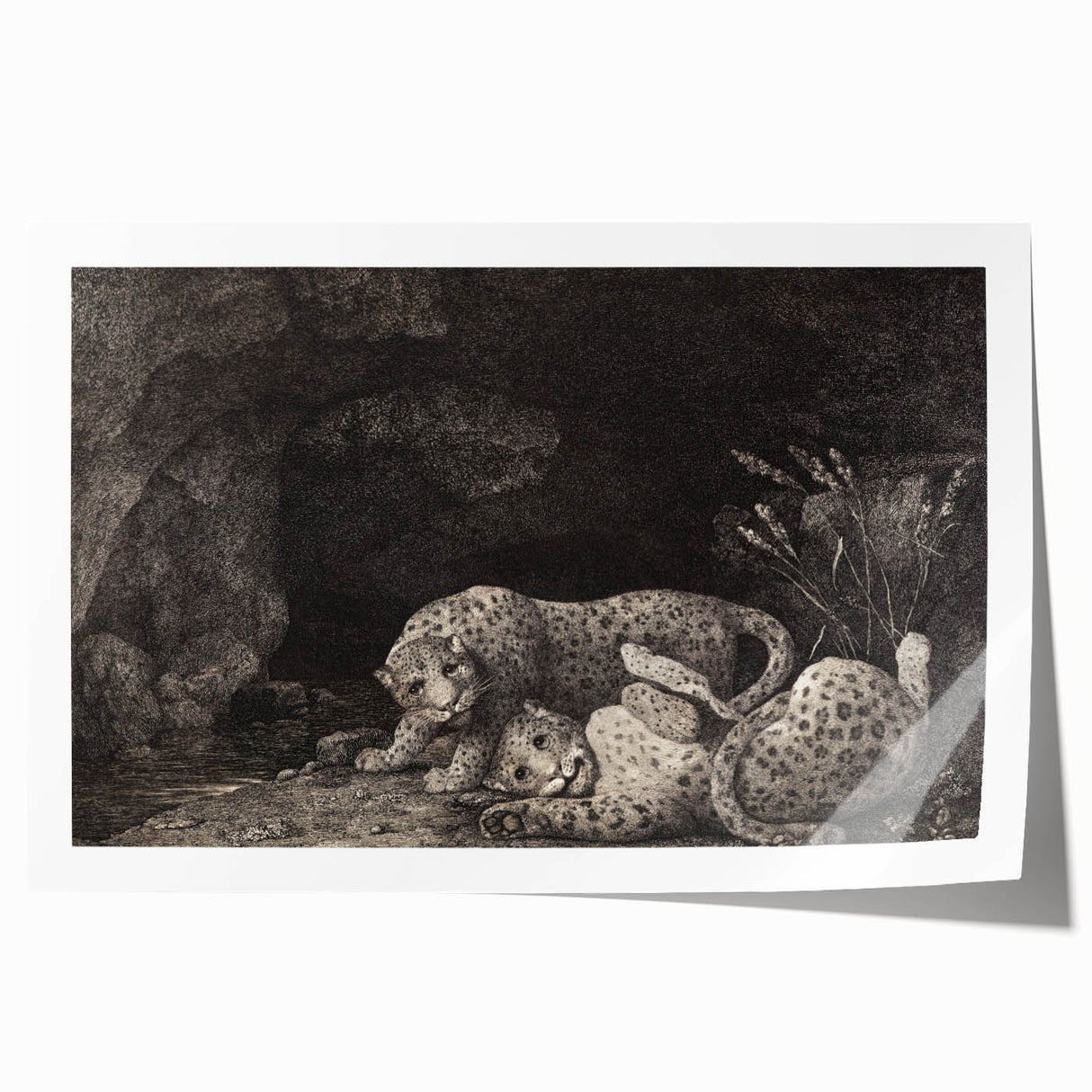 Realism Art Print – Tygers at Play by George Stubbs | Classical Wildlife Art