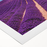 Extra large wall art featuring line art flowers, in muted pastel shades on rolled canvas, ideal for large living room decor.