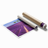 Extra large rolled print of Provence, France, featuring vibrant lavender fields and a clear sky.