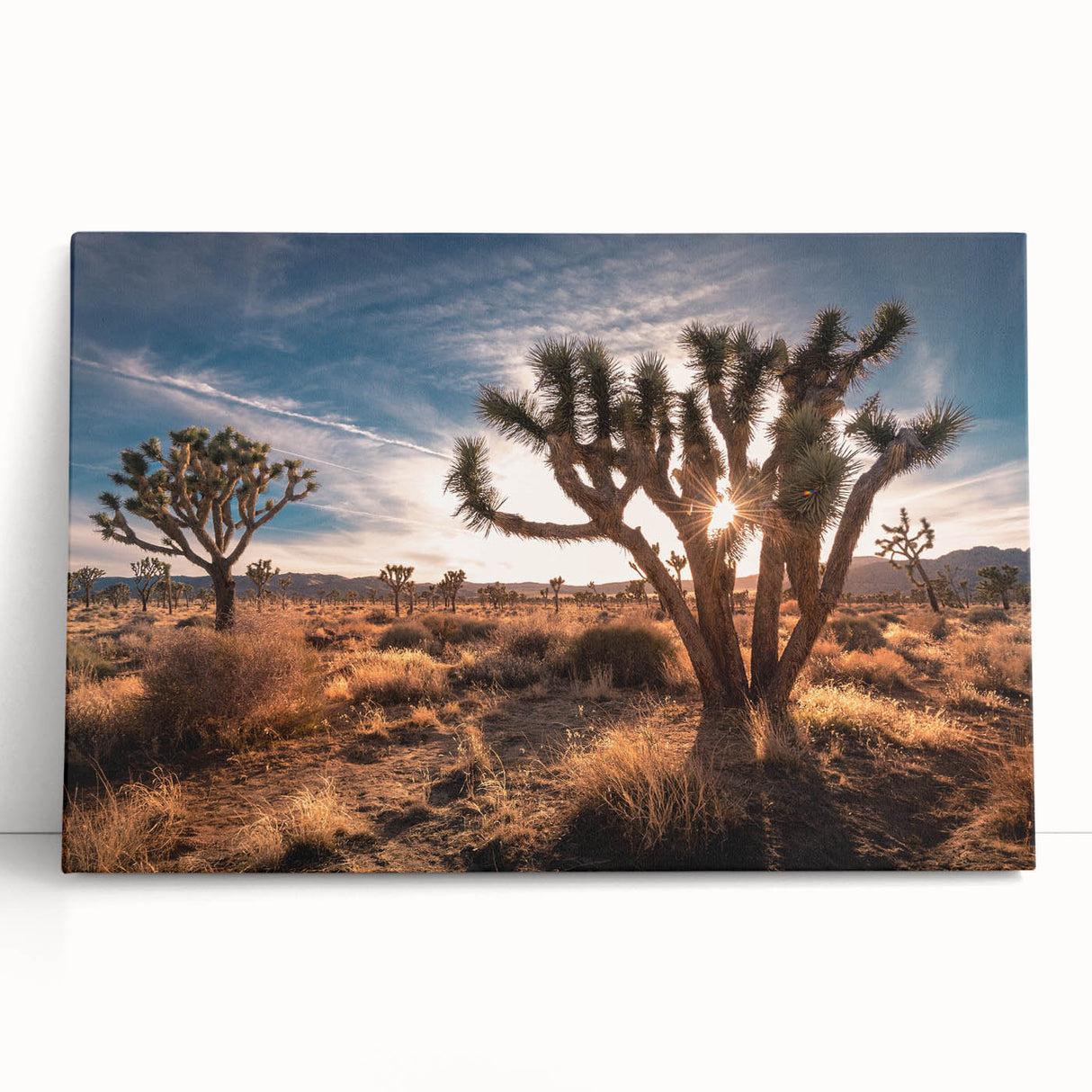 Black and white photo of Joshua Tree on stretched canvas, ideal for kitchen wall art or bedroom ambiance.