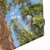 Large abstract wall art depicting the California sequoia in mid-century modernist style on acrylic glass.