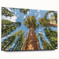 Acrylic glass print of a Sequoia forest in California with a side view, using earthy green and brown tones.
