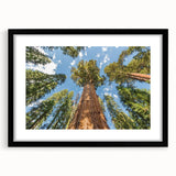 Extra large abstract art print of a colorful California Sequoia landscape, textured finish on a black framed canvas.