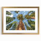 Extra large abstract art print of California sequoias in muted earth tones, framed in gold, ideal for living room decor.