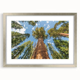 Textured art depicting an abstract interpretation of California's Sequoia trees in earthy greens and browns.