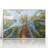 Art deco poster of California's Sequoia trees in muted earth tones on a white framed acrylic.