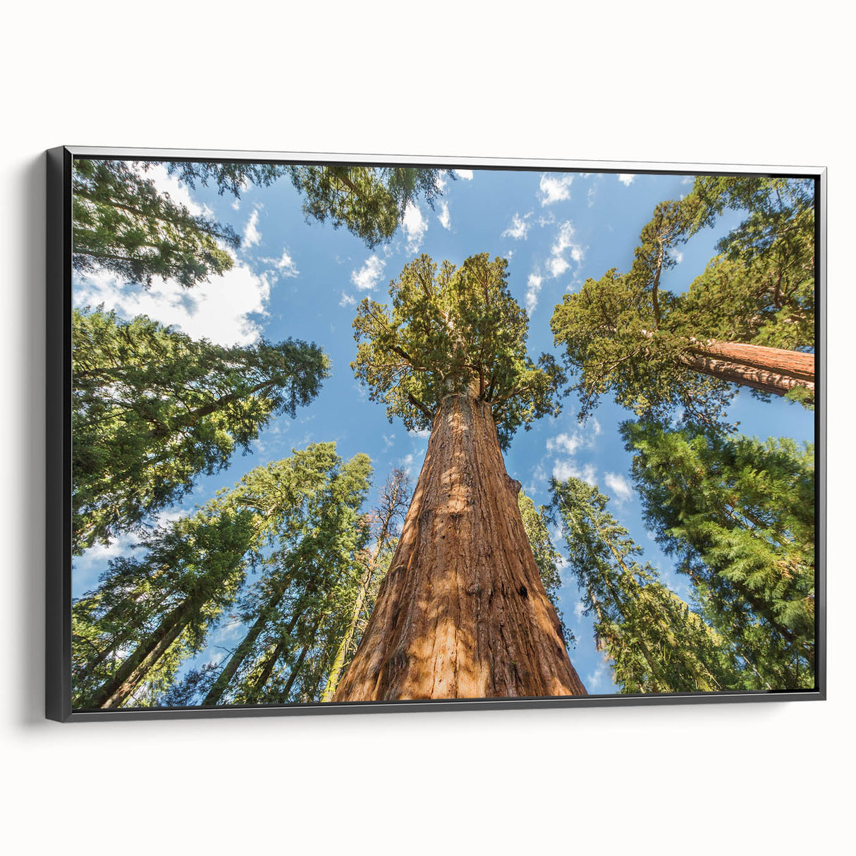 Black and white framed canvas of a vintage-style Sequoia landscape, ideal for bedroom wall decor.