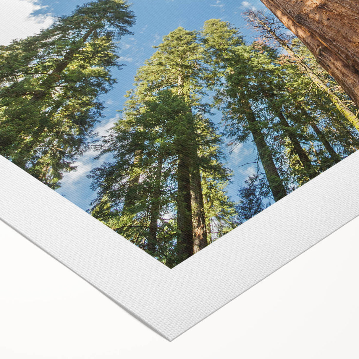 Art deco poster of California's Sequoia trees on rolled canvas, with earthy green and brown tones.