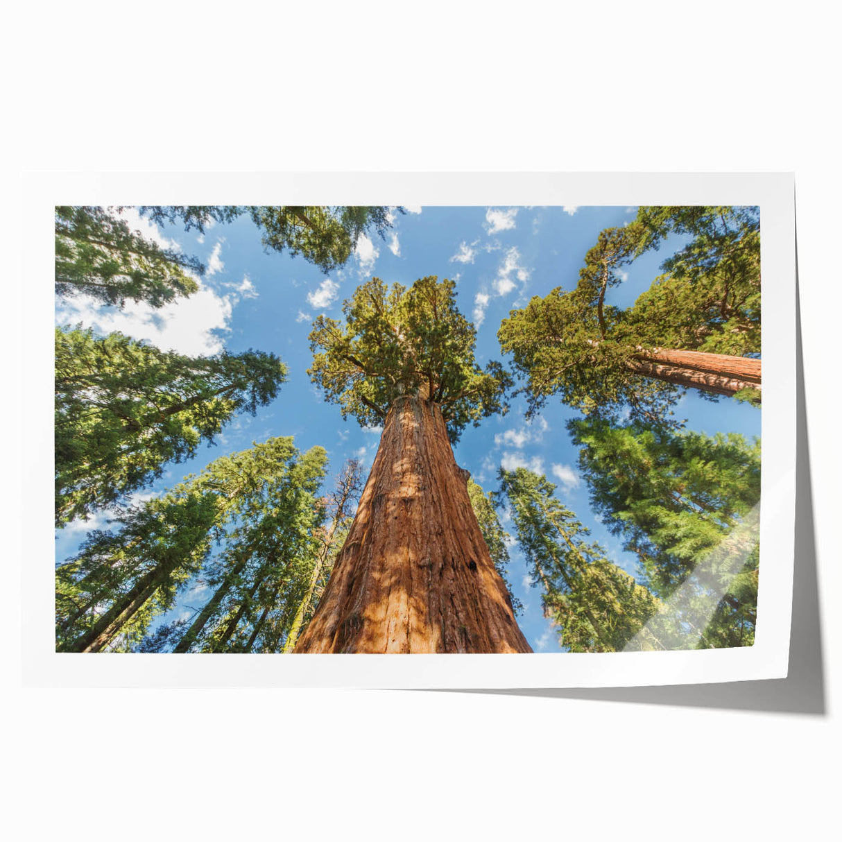 Extra large rolled print of a Sequoia forest in muted green and brown tones, suitable as art wall dining room.