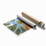 Extra large rolled print of a Sequoia forest in natural green and brown tones, ideal for classy bathroom wall art.