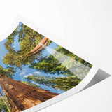 Extra large wall art featuring a line art of sequoia trees in black on a white background, ideal for large living room decor.