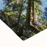 Black and white landscape art painting of California sequoias on stretched canvas, suitable for bedroom wall art.