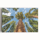 Black and white photograph of California's Sequoia trees on stretched canvas, suitable as large kitchen wall art.