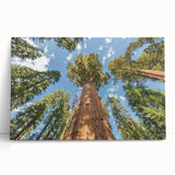 Black and white image of California's Sequoia trees on large stretched canvas.