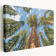 Large art of California’s Sequoia trees on stretched canvas, featuring earthy green and brown tones.