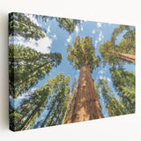 Large art of California’s Sequoia trees on stretched canvas, featuring earthy green and brown tones.
