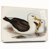 Romanticism Art: Black-Browed Albatross by Elizabeth Gould