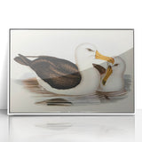 Romanticism Art: Black-Browed Albatross by Elizabeth Gould