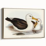 Romanticism Art: Black-Browed Albatross by Elizabeth Gould