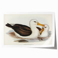 Romanticism Art: Black-Browed Albatross by Elizabeth Gould