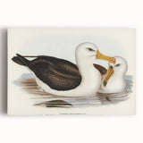 Romanticism Art: Black-Browed Albatross by Elizabeth Gould