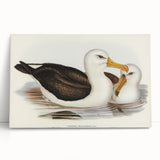 Romanticism Art: Black-Browed Albatross by Elizabeth Gould