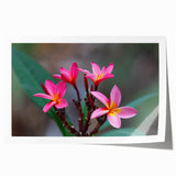 Extra large rolled print depicting a scenic view of Madagascar with vibrant greenery and floral elements.