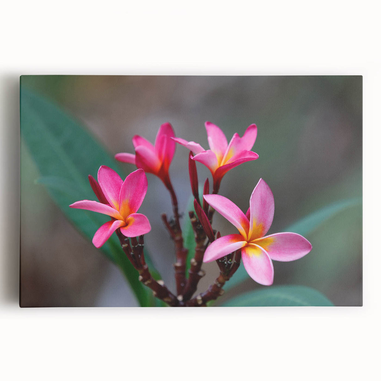 Black and white stretched canvas of Madagascar scenery, ideal for kitchen art.