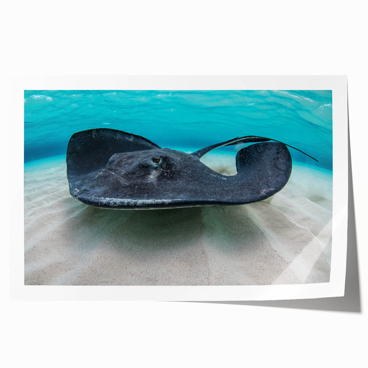 Extra large rolled print depicting a serene Caribbean scenery with vibrant blue and green tones.